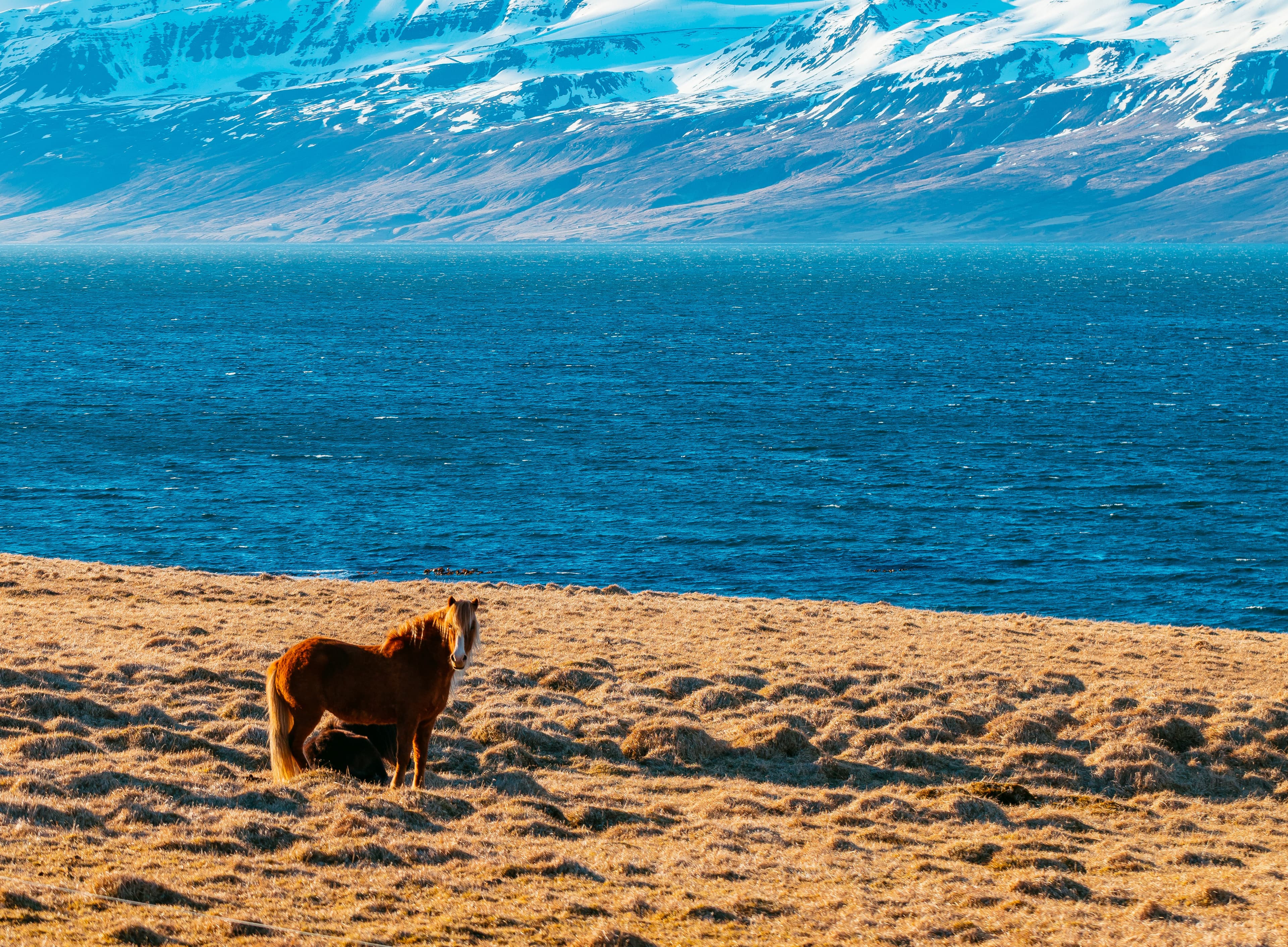 広大な空の下に広がるモンゴルの草原